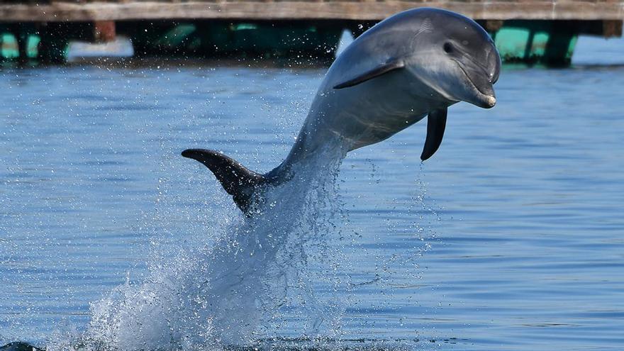 Un delfín mular o arroaz.