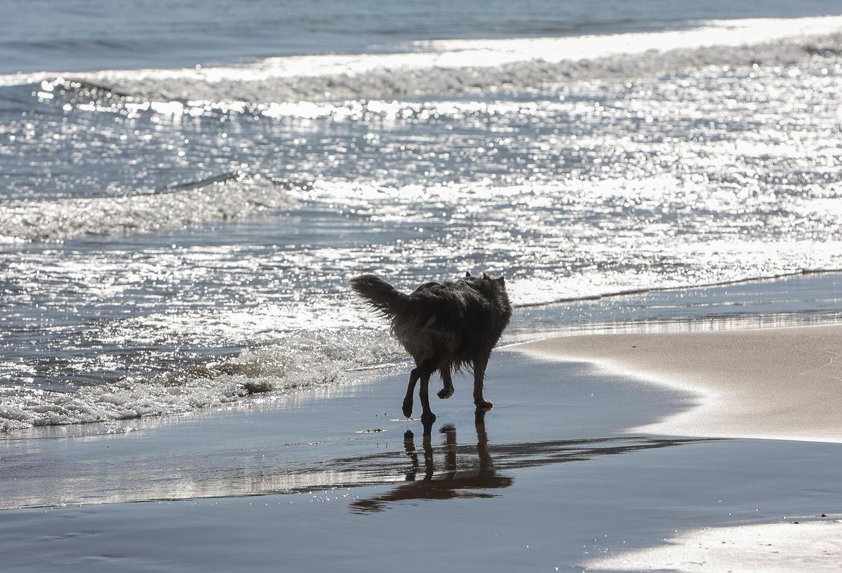 Un can suelto, en la playa de San Juan.