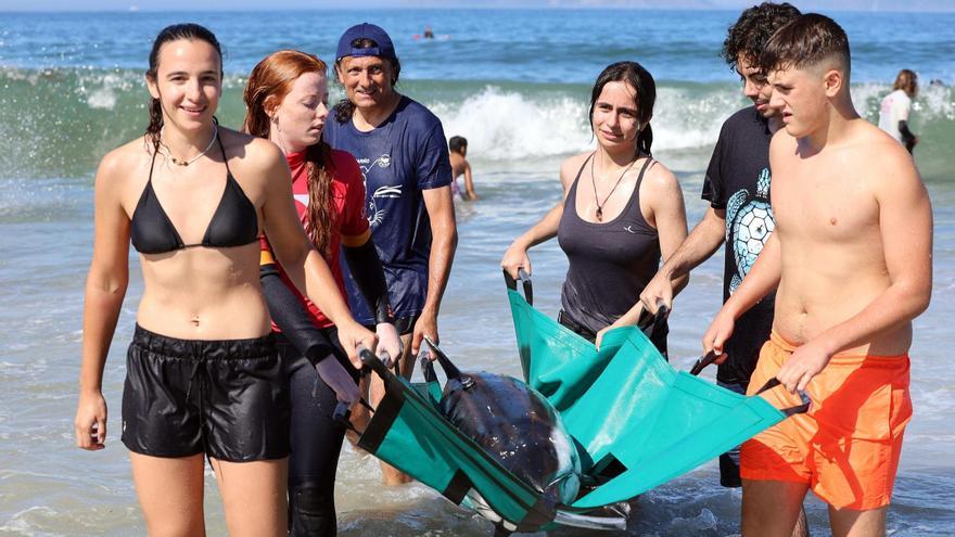 Tareas de rescate de un delfín de muñeco, ayer, en Patos.