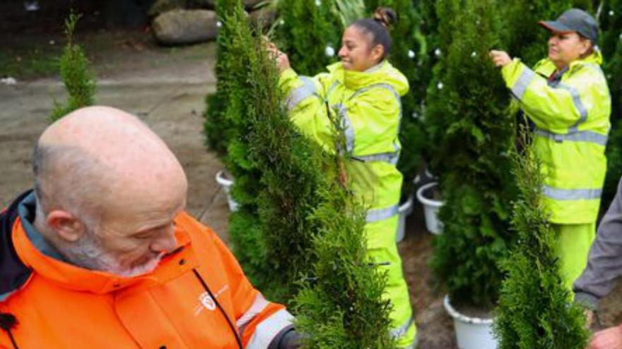 Las 260 tuyas que decoraron los comercios en Navidad se replantan en Pinar do Rei