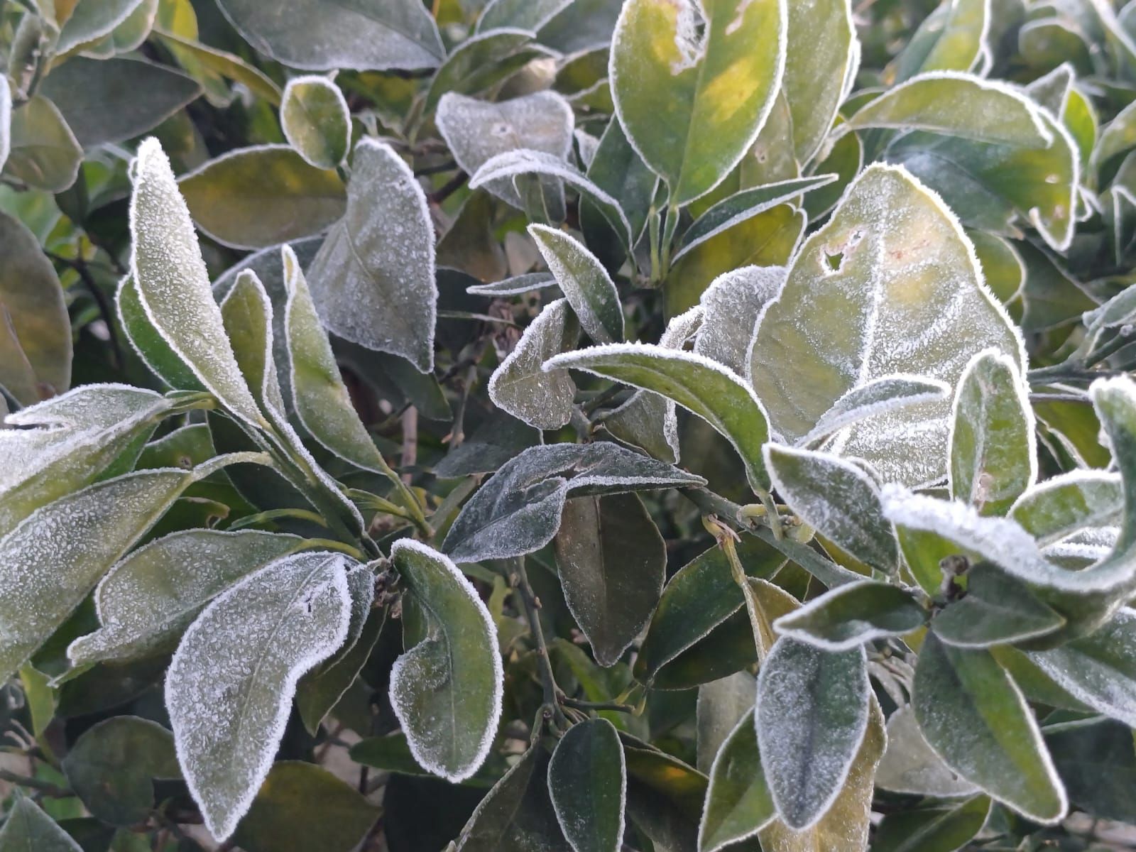 Así han amanecido muchos cultivos de la Vega Baja y el Camp d´Elx: bajo la escarcha