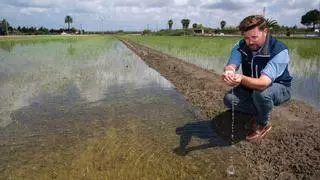 El Delta de l'Ebre ensaya cultivos alternativos al arroz ante el aumento de la salinidad del terreno frente al mar