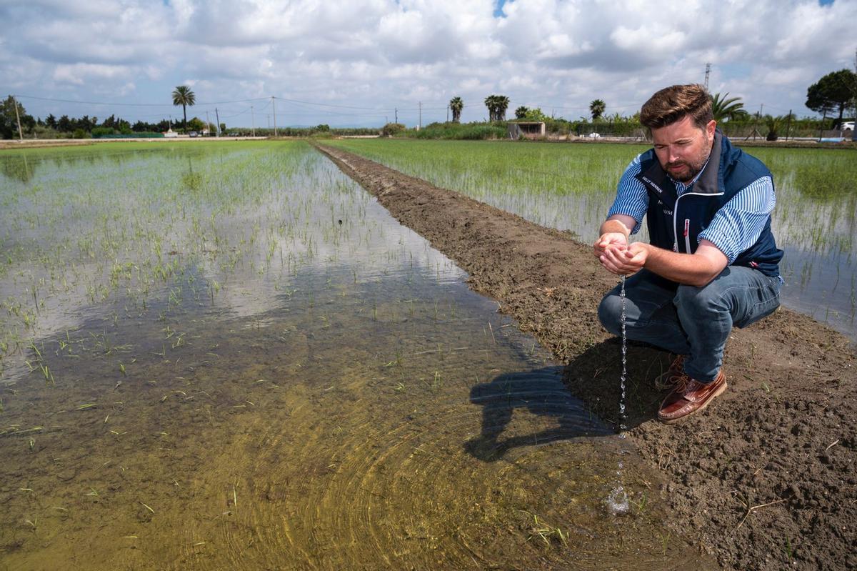 Albert Grasa en su campo de arroz, en el última siembra antes de transformarse al cultivo multitrófico.