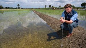 Albert Grasa en su campo de arroz, en el última siembra antes de transformarse al cultivo multitrófico.