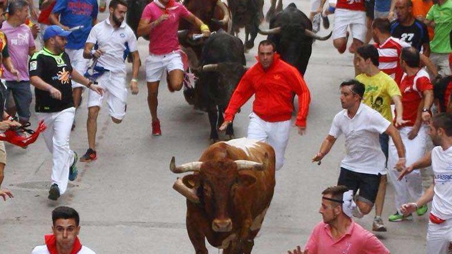 Sergio corriendo detrás del toro castaño, por delante de la manada.