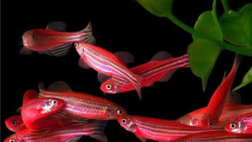 Las altas temperaturas originan peces hembra con genes masculinos