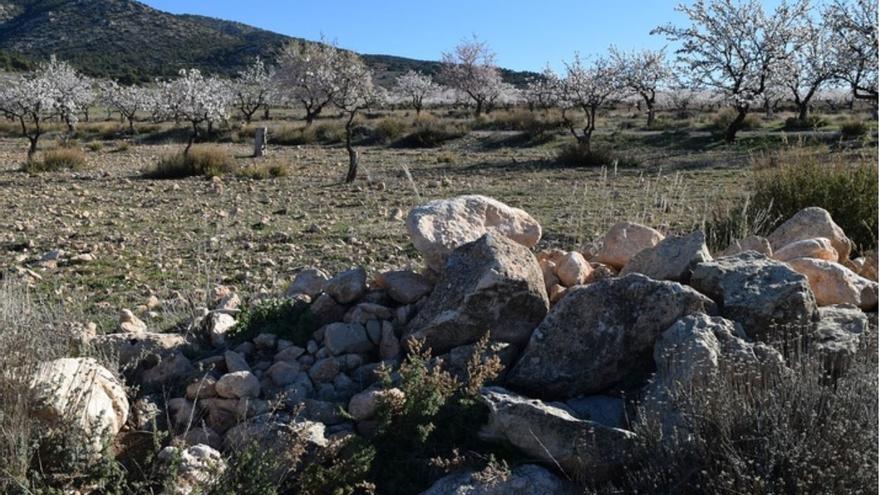 El Gobierno regional solicita a la CHS que articule riegos de socorro para salvar el arbolado de secano