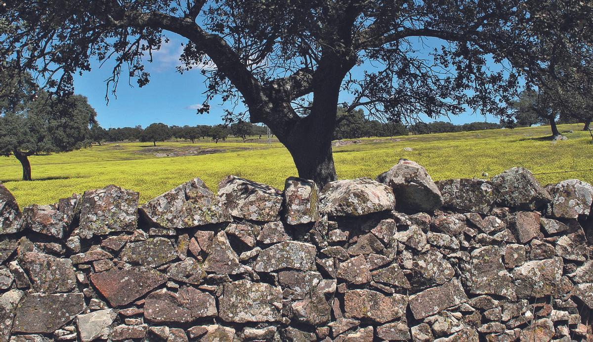 La encina domina el paisaje rural en Los Pedroches, acompañado en algunas zonas de quejigos, alcornoques y robles.