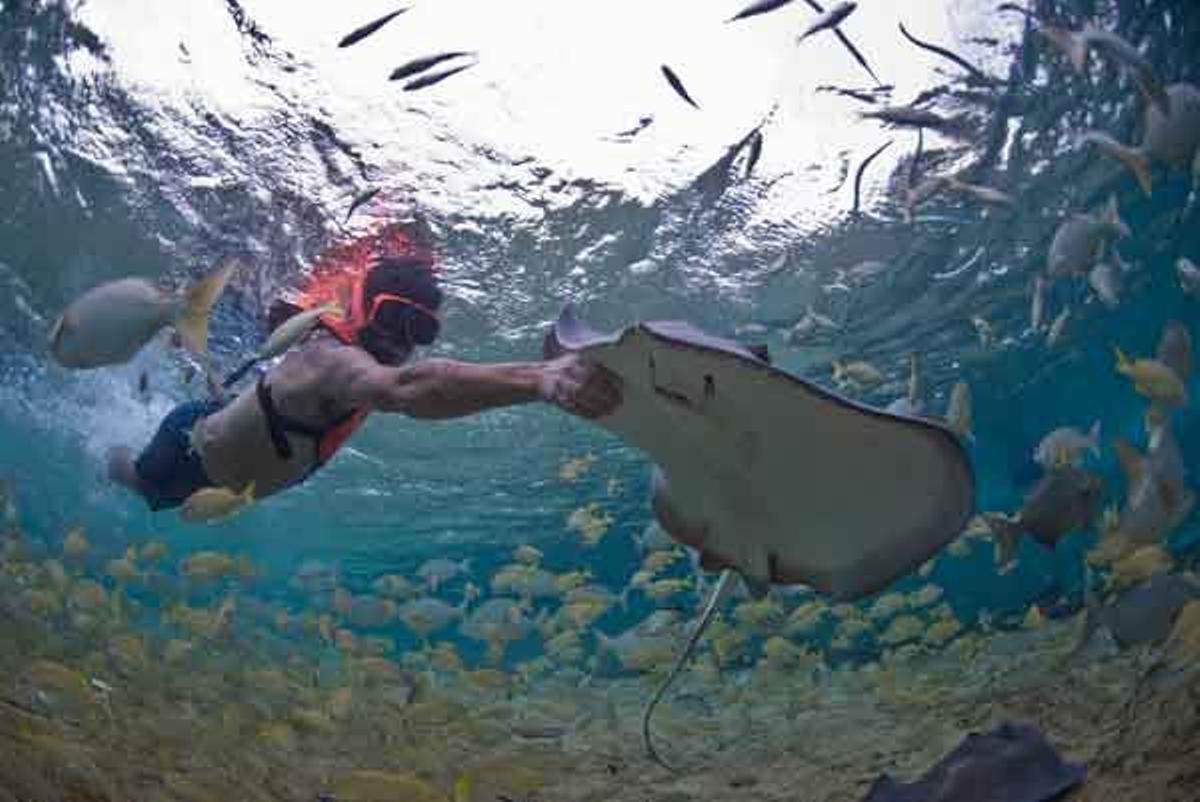 Manta raya en Cozumel, Riviera Maya, México.