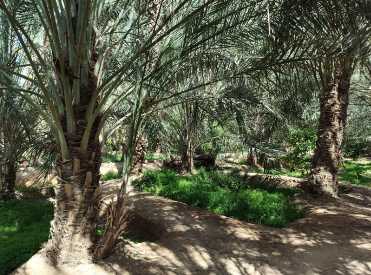 Visita a oasis de palmeras destinados a producción de dátil