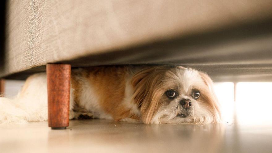 Los petardos activan el modo supervivencia en perros y gatos: así reacciona su cerebro la noche de San Juan