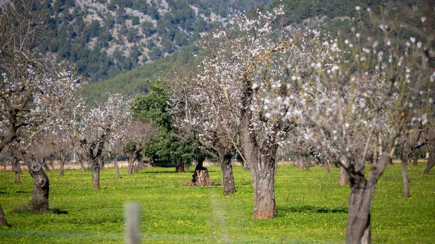 La almendra mallorquina con sello de calidad conquista el mercado alemán