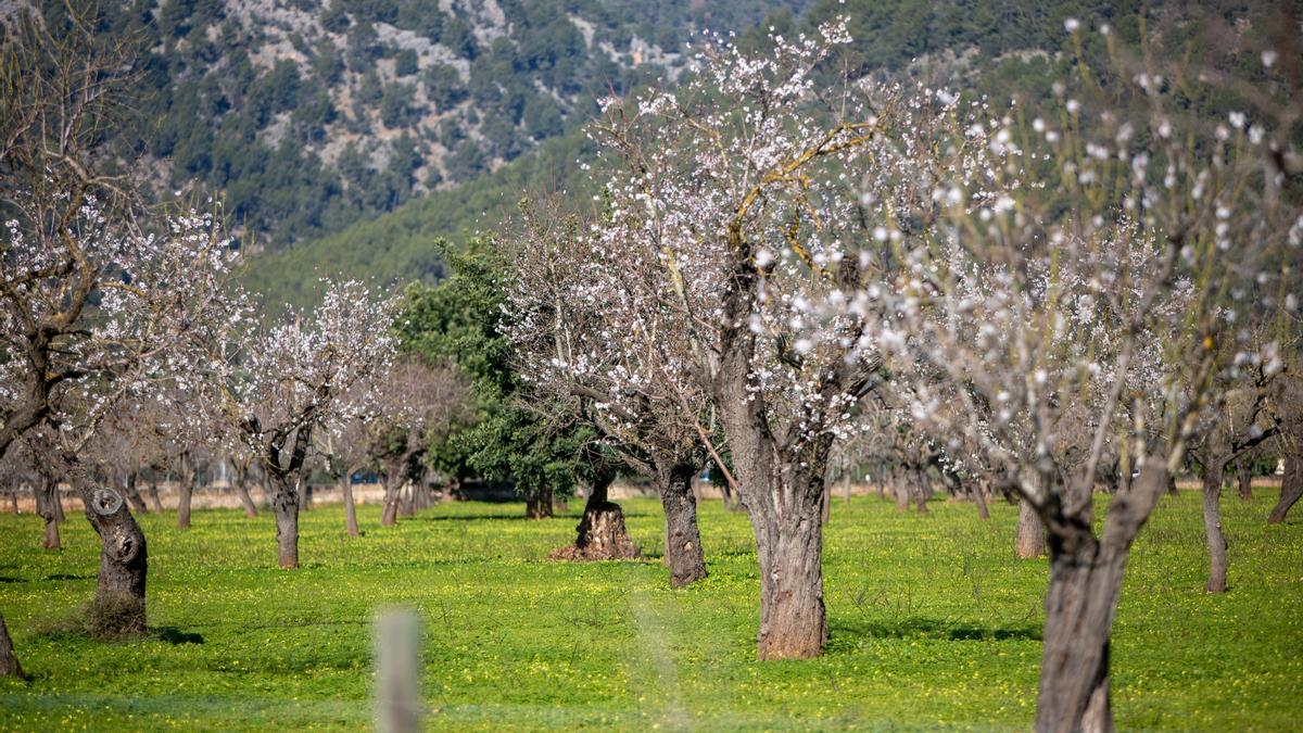 Diversos almendros en flor en el entorno de la Serra de Tramuntana, en una imagen reciente.