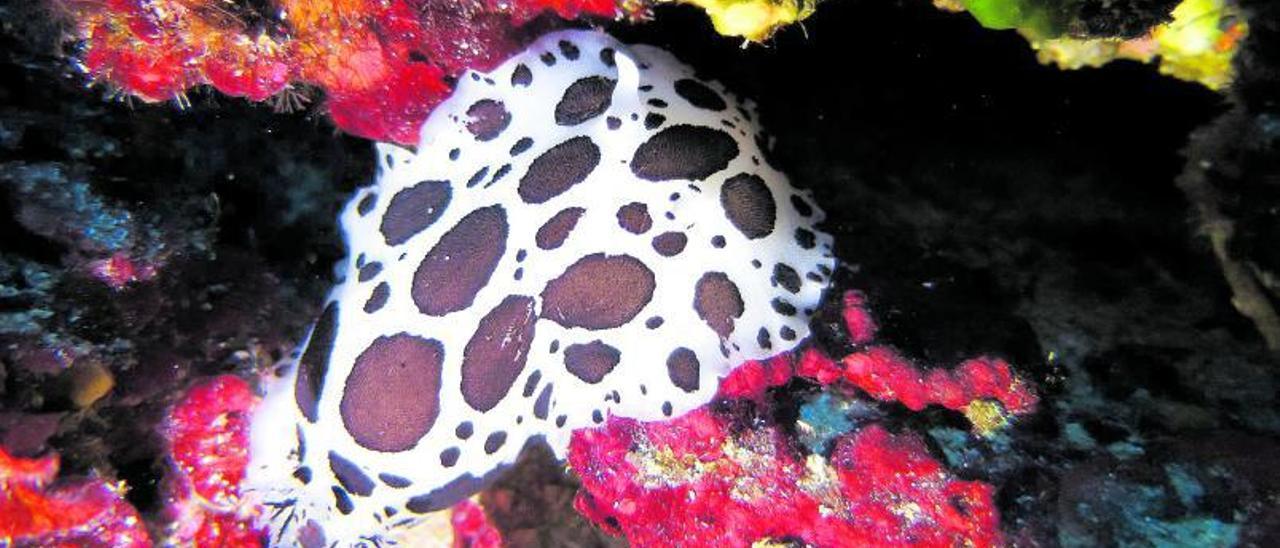 Nudibranquio conocido como vaquitasuiza fotografiado en Bestorre.