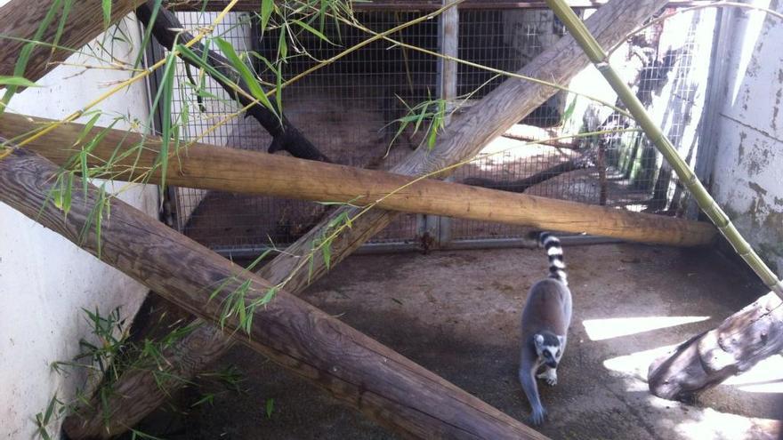 El lémur recuperado en una calle de València, ya en Bioparc.