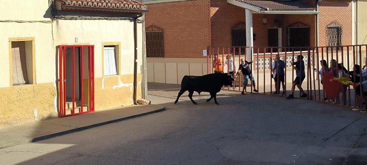 GALERÍA | Morales de Toro vive su primer encierro de las fiestas de San Roque 2024 GALERÍA | Morales de Toro vive su primer encierro de las fiestas de San Roque 2024