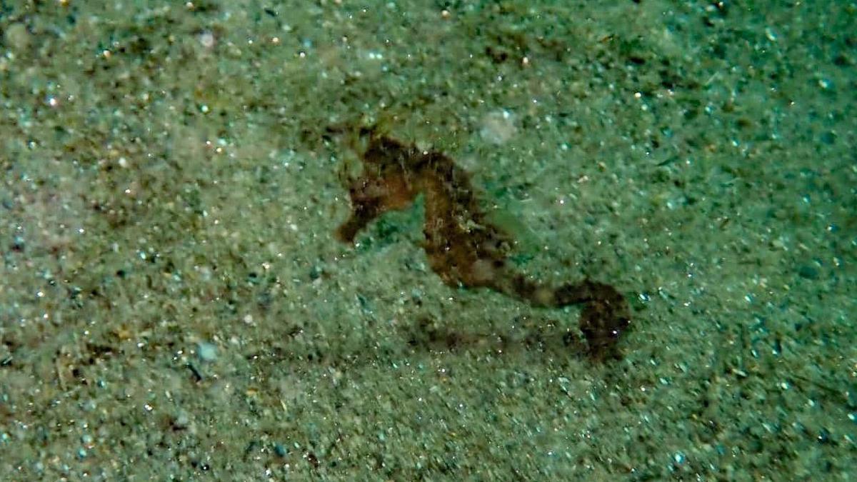 Caballito de mar fotografiado ayer durante la inmersión de seguimiento del biotopo de la playa deSant Sebastià.