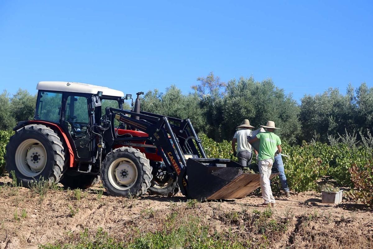 La alerta sanitaria marca el arranque de la vendimia en Montilla-Moriles