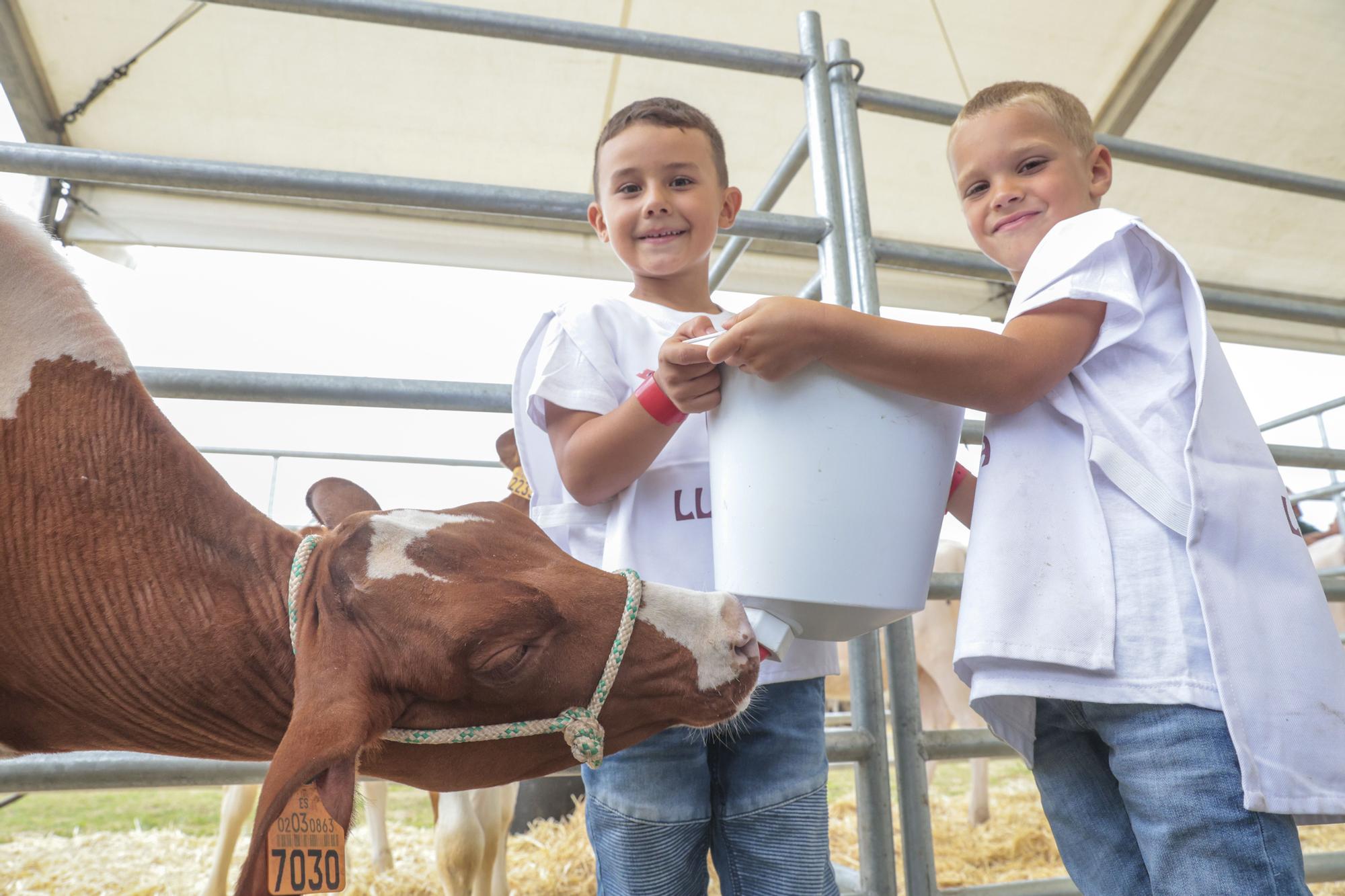 Los jóvenes de Llanera aprenden a manejar el ganado