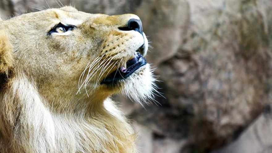 El león Simba en Loro Parque