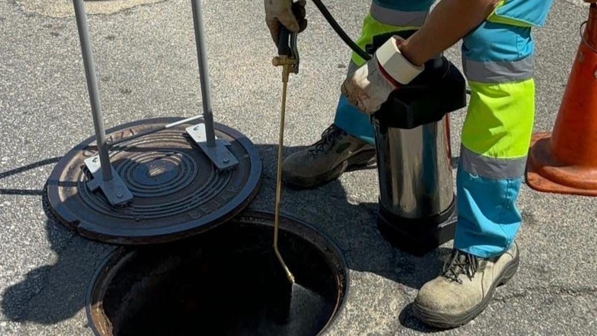 Tratamientos de desinsectación del Ayuntamiento de Cáceres.