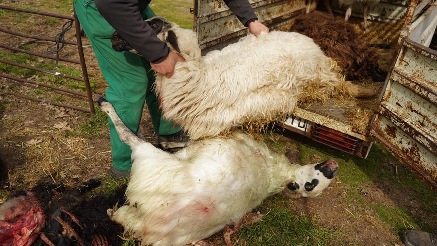 Un ganadero de Villamor de Cadozos contundente: en Sayago, o el lobo o el ganado