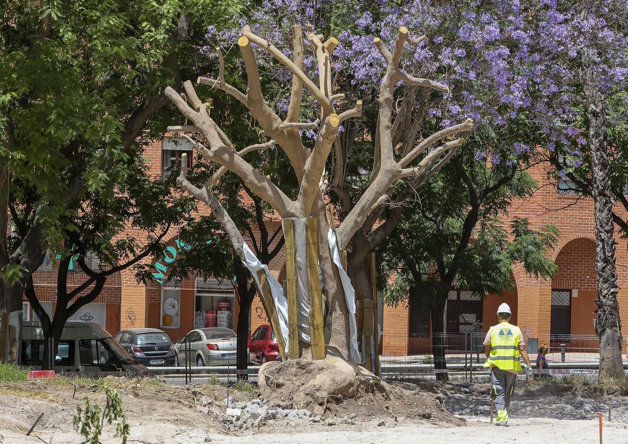 Uno de los ejemplares &quot;apuntalados&quot; en la plaza, durante las obras