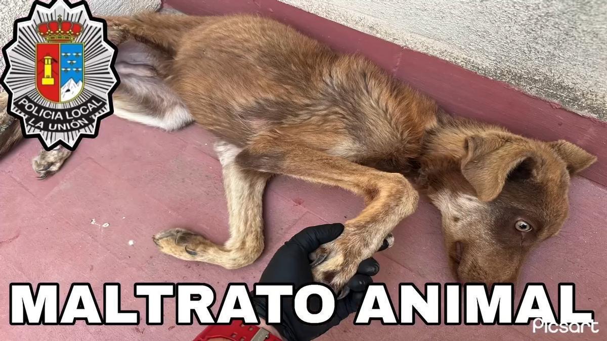 Investigan un caso de maltrato animal en La Unión: tenía a un perro en condiciones deplorables