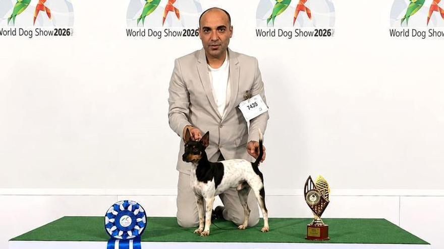 Así se mostró a los jueces Hugo Boss en el World Dog Show 2026 de Bolonia.