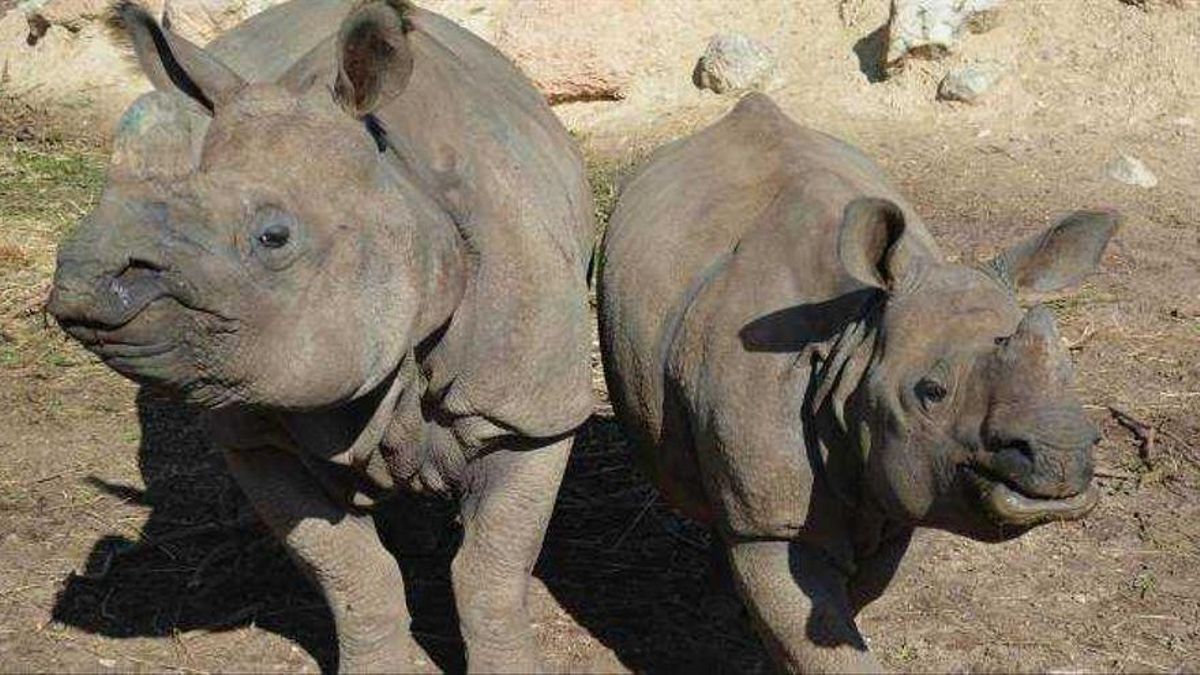 Rinocerontes asiáticos en Terra Natura Benidorm.