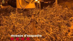 Imagen de la marihuana intervenida