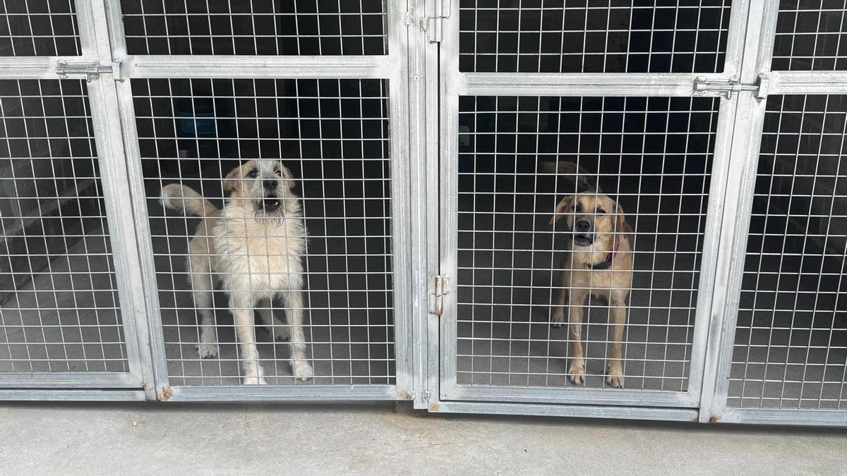 Nares y Lucas, dos canes del albergue de animales de Mieres.