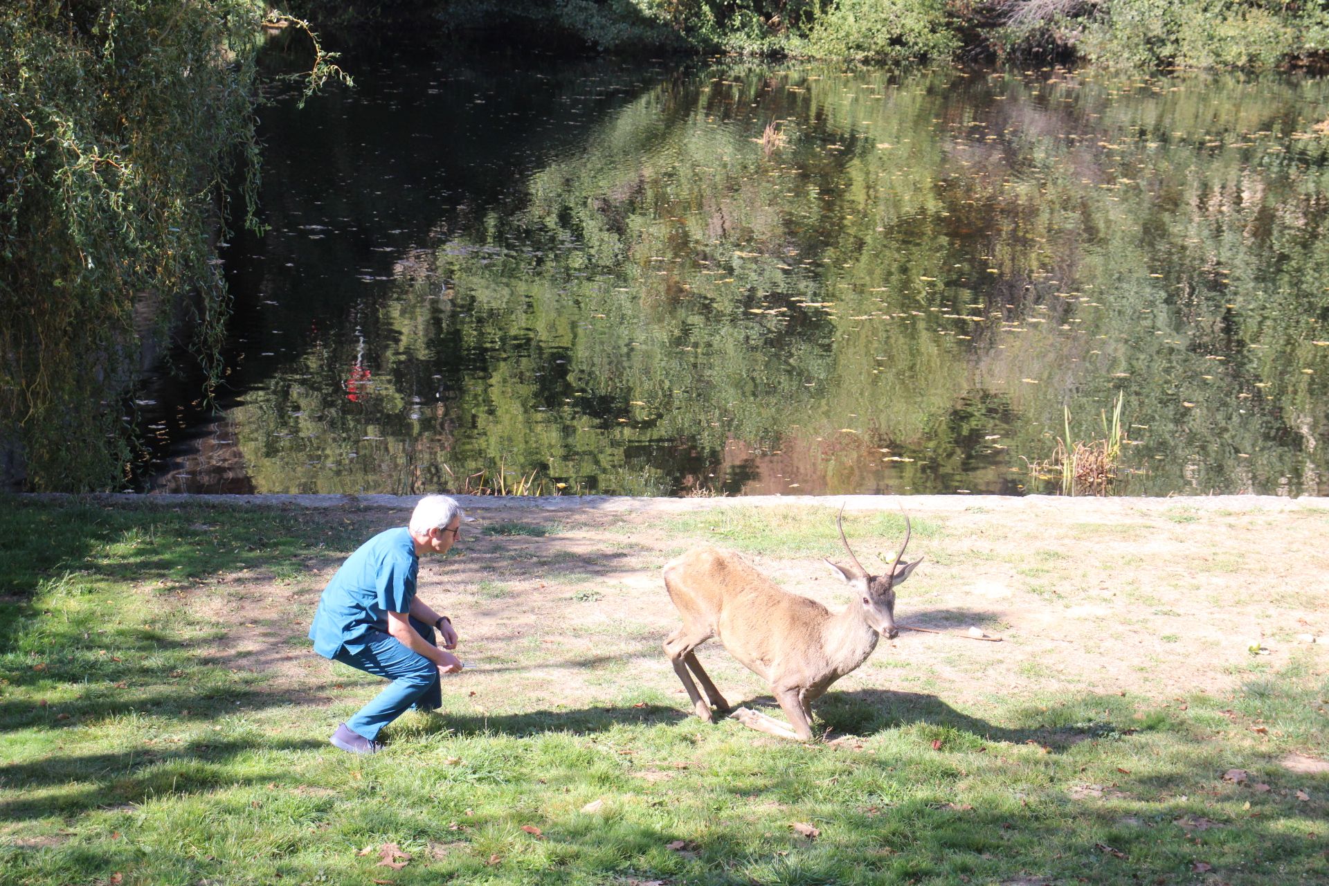 GALERÍA | Rescate de un ciervo enfermo en Puebla