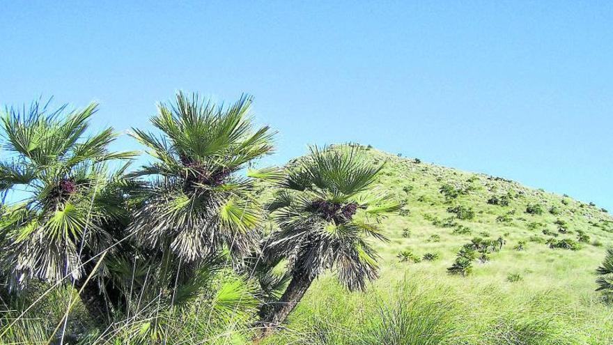 Zwergpalmen auf Mallorca - widerstandsfähige Zierpflanzen mit Naturschutzfunktion