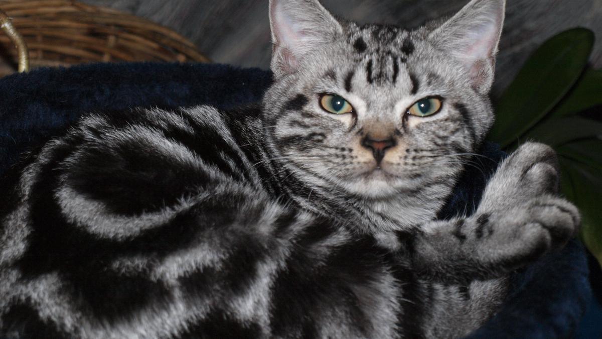American Shorthair: Descubre la tranquilidad de las razas de gatos