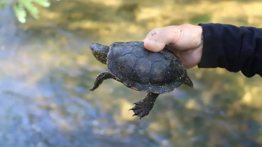 Sabies que al Ter s'està recuperant la població de tortugues?