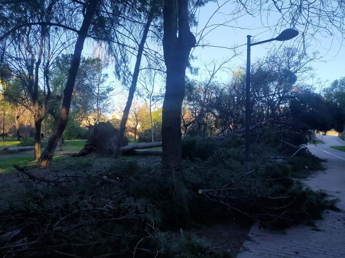 El Jardín del Turia, una zona de guerra tras el paso de la borrasca Leonardo