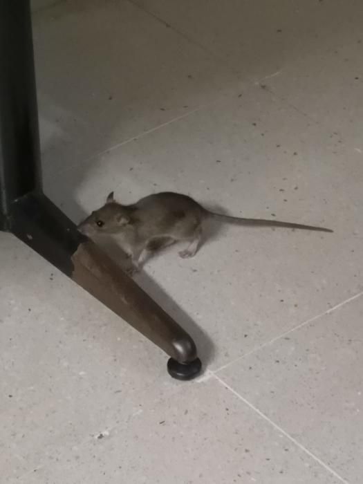 Ratas en el Centro de Salud de Tacoronte