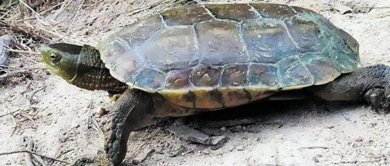 Ecologistas descubren la presencia de la tortuga de agua ibérica en el río Albaida