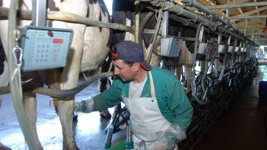 Un ganadero en una explotación láctea de Lalín.