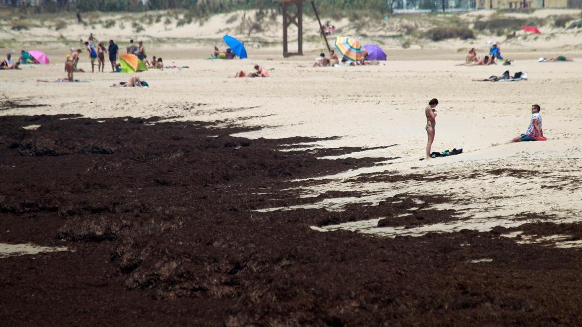 Algas asiáticas en una playa de la zona del Estrecho de Gibraltar.