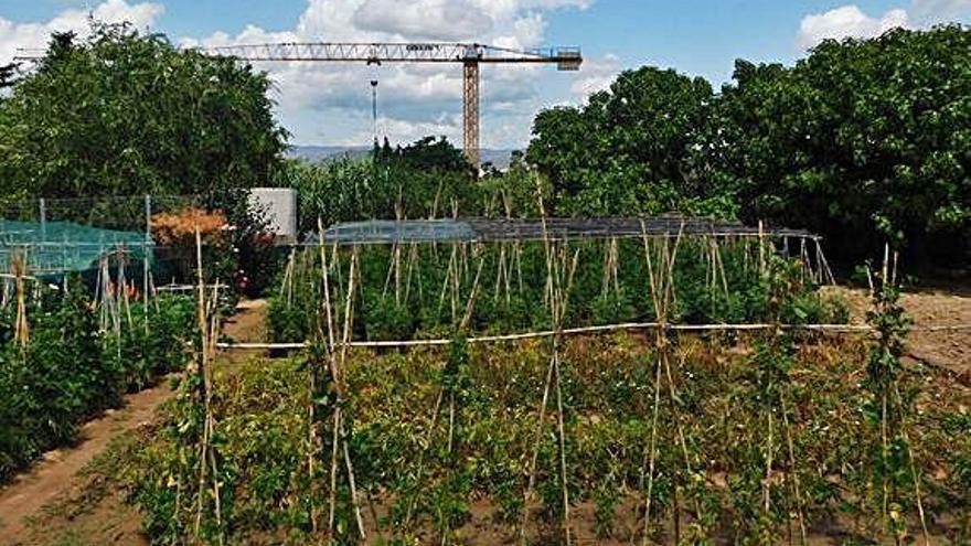 La grua de l&#039;obra emergeix entre les tomaqueres dels horts