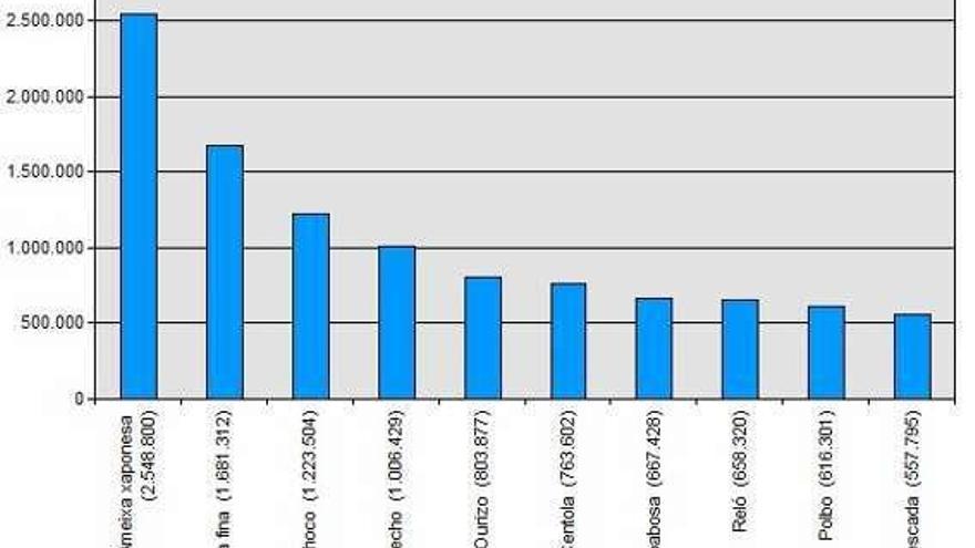 Choco y erizo se cuelan entre las principales especies en la lonja grovense desde 2001. // FdV