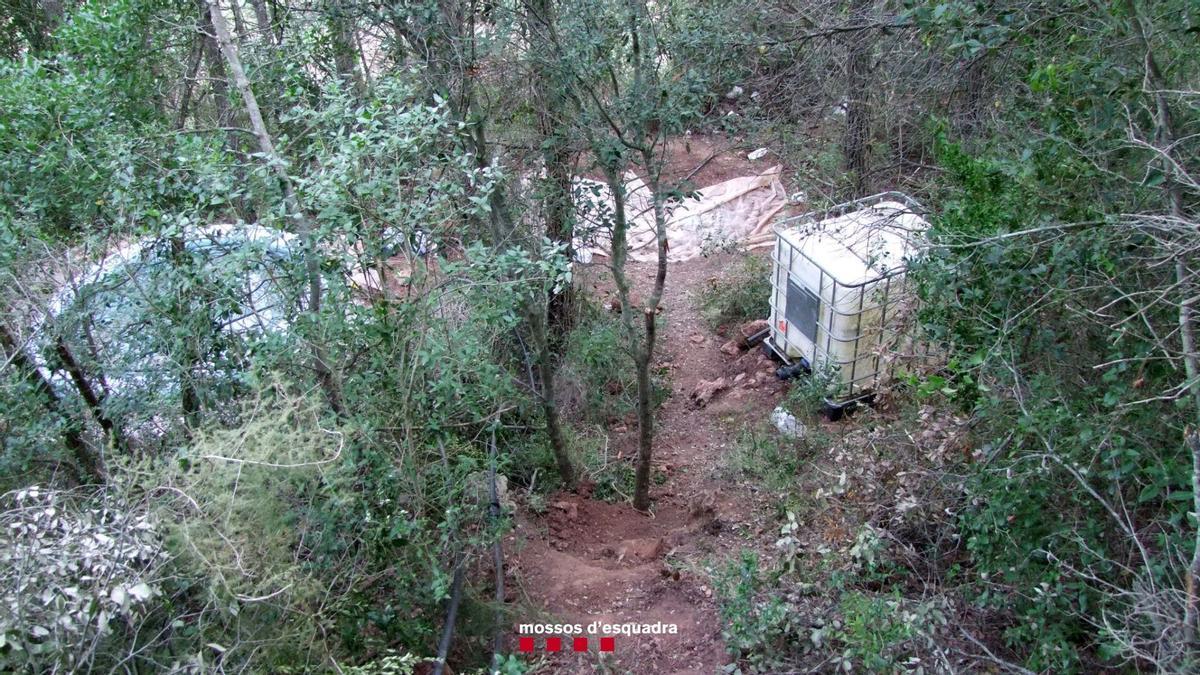 Imagen de una plantación de marihuana en zona forestal