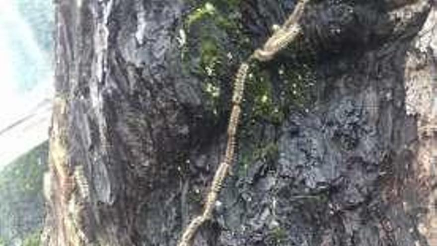 Procesionaria en un árbol de Vigo.