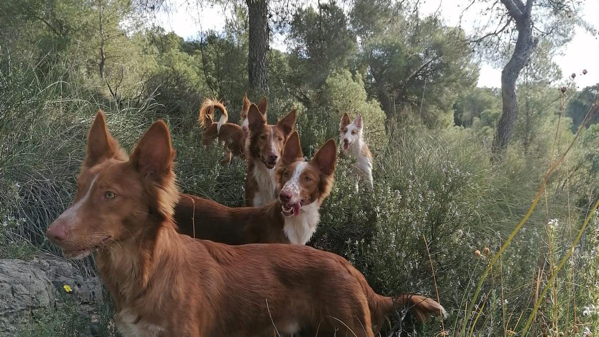 El xarnego destaca en la caza de conejos, sobre todo en las zonas de monte bajo, una modalidad muy extendida entre los cazadores valencianos