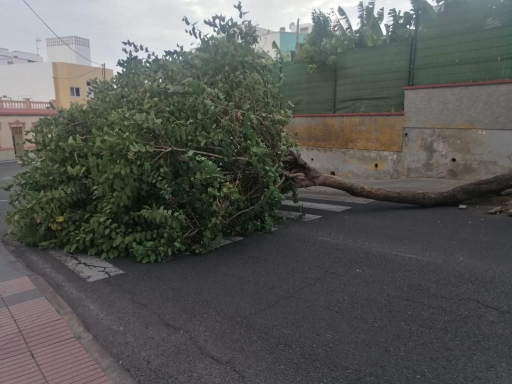 Efectos del viento en Telde