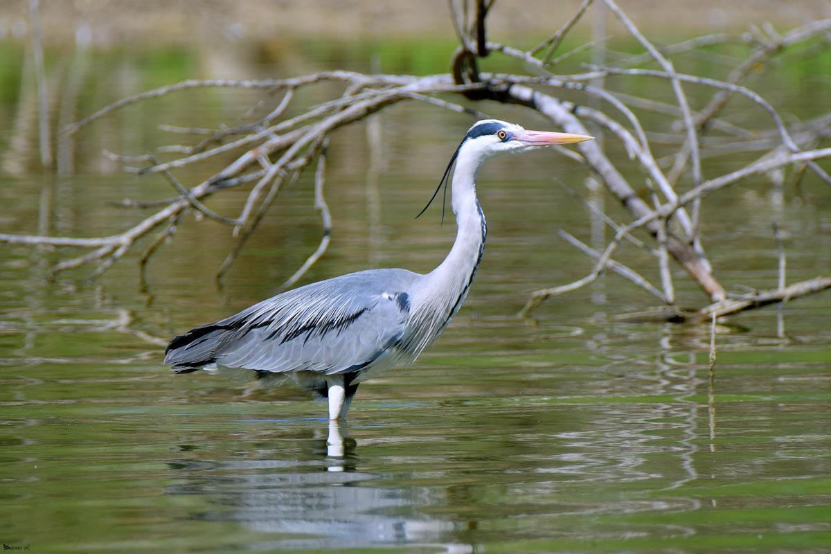 Garza real ('Ardea cinerea').