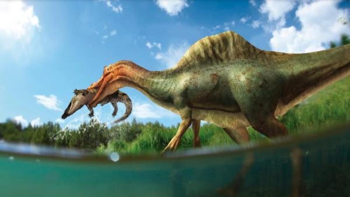 Descubren la primera especie de dinosaurio espinosaurio en la Península en Vallibona