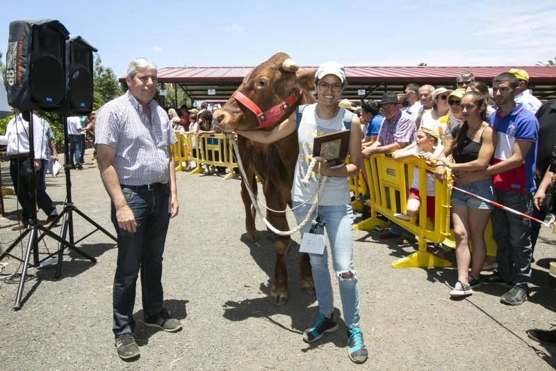 26.05.18. Bañaderos, Arucas. Feria de Ganado Selecto de Gran Canaria. Granja del Cabildo de GC..  Foto Quique Curbelo  | 27/05/2018 | Fotógrafo: Quique Curbelo